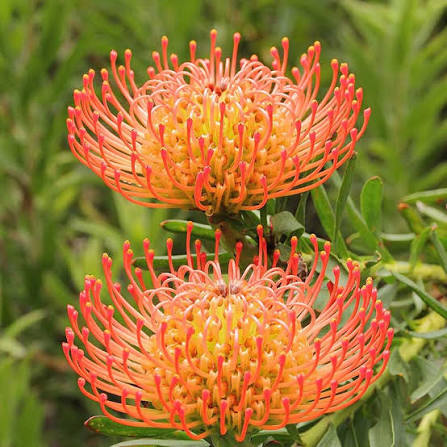 Leucospermum Flower Seeds for Planting 100 pcs