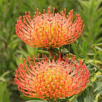 Leucospermum Flower Seeds for Planting 100 pcs