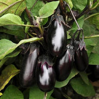 Healthy aubergine plug plants ready for planting in a vegetable garden.
