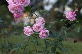 Charles de Mills Flower Seeds for Planting, Pink Blooms, 100 pcs
