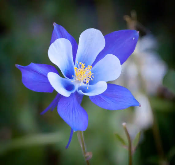 Columbine Flower Seeds Heirloom Non GMO Planting - 100 pcs