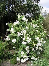 Abutilon Flower Seeds for Planting, White Blooms, 100 pcs