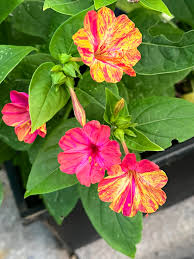 Yellow Red Four O'Clock Seeds for Planting – Organic, Heirloom, Non-GMO Flower Seeds
