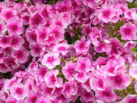 Healthy peony plants creating a vibrant garden border with lush foliage.

