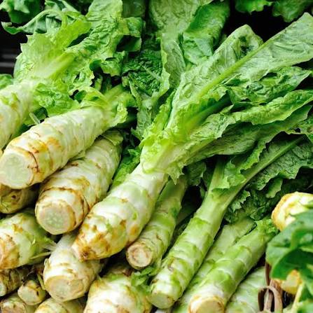 Asparagus Lettuce Celtuce Seeds for Planting heirloom & Non-GMO Seeds