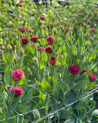 White & Red Eustoma (Lisianthus) Flower Seeds for Planting - Heirloom, NON-GMO Garden Seeds