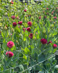 White & Red Eustoma (Lisianthus) Flower Seeds for Planting - Heirloom, NON-GMO Garden Seeds