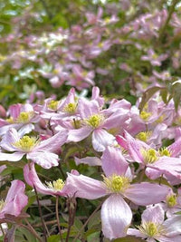 Clematis Montana Mayleen plant with pink flowers growing outdoors

