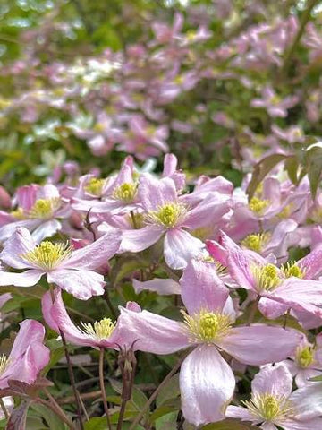 Clematis Montana Mayleen plant with pink flowers growing outdoors
