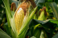 Healthy sweet corn plug plants ready for transplanting into a home vegetable garden.
