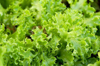 Healthy lettuce plants growing in a sunny vegetable garden.
