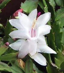 White Schlumbergera Flower Planting Seeds for Garden NON GMO Seeds