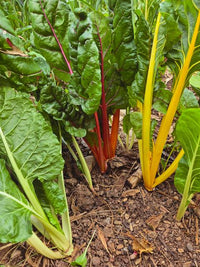 Close-up of Swiss chard leaves with colorful stems and green foliage.
