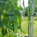 Romano Pole Bean plants growing on a garden trellis