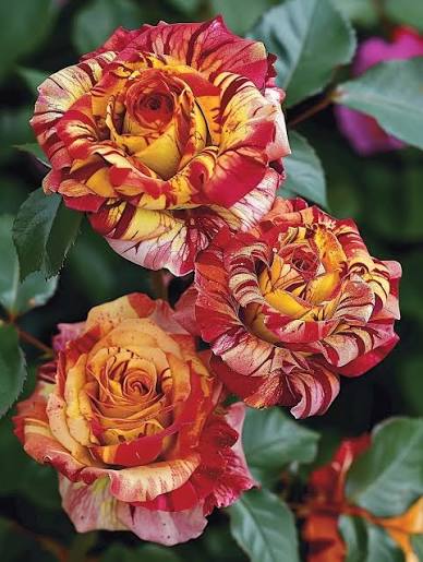 Mixed rose plants adding seasonal beauty to garden borders and flower beds.

