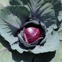 Red Cabbage Plug Plants – Easy-Growing Vegetable for Home Gardens