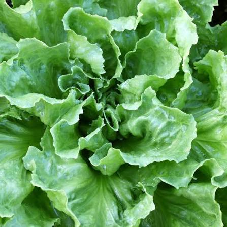 Broadleaf Batavian Endive Seeds for Planting heirloom & Non-GMO Seeds