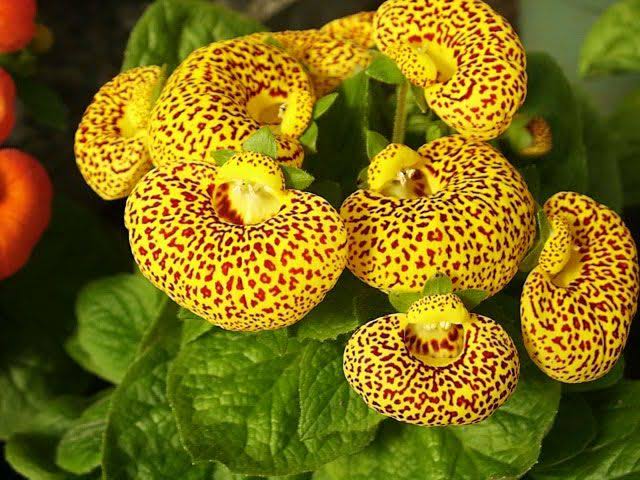 Calceolaria Purse Flower Seeds – Heirloom Non-GMO Seeds for Bright and Decorative Garden Planting