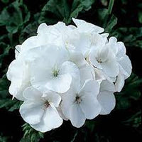 Heirloom Non-GMO White Geranium Flower Seeds for Planting â€“ Elegant Blooms for Home Garden