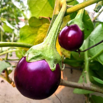 Purple brinjal plants growing in a sunny vegetable garden.