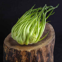 Puntarelle or Asparagus Chicory Plant Seeds for Planting - Heirloom Vegetable Seeds for Home Garden