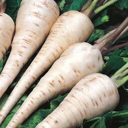 Young parsnip plug plants growing in a vegetable garden bed.
