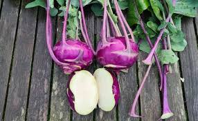 Red Kohlrabi vegetable crop growing in garden soil