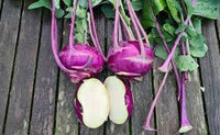 Red Kohlrabi vegetable crop growing in garden soil