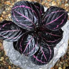Black Calathea Planting Seeds for Garden,Heirloom & Non-GMO Seeds for planting in home garden