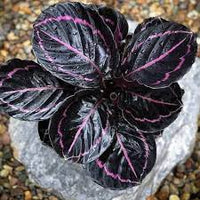 Black Calathea Planting Seeds for Garden,Heirloom & Non-GMO Seeds for planting in home garden