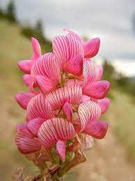 Heirloom Sainfoin Flower Seeds for Planting - 100 pcs seeds for planting in home garden