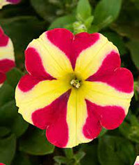 Red & Yellow Petunia Seeds for Planting - Heirloom, NON-GMO Flower Seeds - Vibrant Garden Blooms seeds for planting in home garden