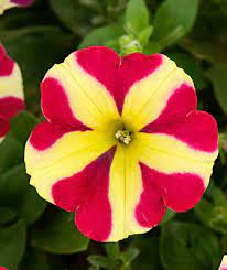 Red & Yellow Petunia Seeds for Planting - Heirloom, NON-GMO Flower Seeds - Vibrant Garden Blooms seeds for planting in home garden