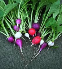 Rainbow Radish Raphanus sativus for planting in home garden
