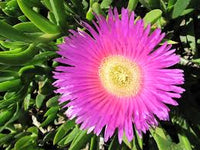 Carpobrotus Flower Seeds for Planting - 100 pcs for planting in your garden.