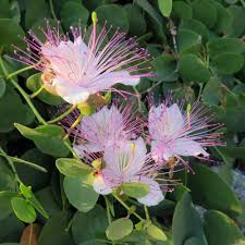 Blue Caper Flower Seeds for Planting - 100 pcs for planting in your garden.
