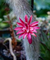 Hildewintera Colademononis- Monkey Tail Cactus - Cactus Plant Seeds for Planting - 100 pcs seeds for planting in home garden