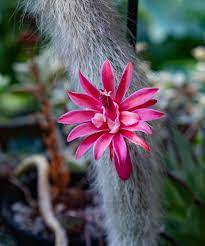 Hildewintera Colademononis- Monkey Tail Cactus - Cactus Plant Seeds for Planting - 100 pcs seeds for planting in home garden