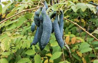 Sky Blue Cucumber Cucumis sativus for planting in patio garden