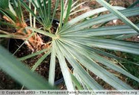 Green Nannorrhops Ritchiana Plant Seeds for Planting - NON GMO Seeds for planting in home garden