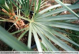 Green Nannorrhops Ritchiana Plant Seeds for Planting - NON GMO Seeds for planting in home garden