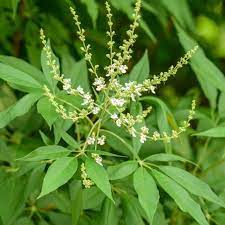 Nirgundi Plant Seeds for Planting-Heirloom & Non-GMO Seeds for planting Scientific Name Placeholder for planting in home garden