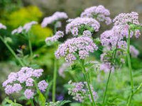 Chaerophyllum Flower Seeds for Planting - 100 pcs for planting in your garden.