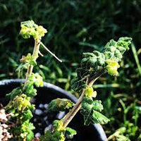 Boswellia Sacra Seeds for Planting â€“ Heirloom, NON-GMO, Easy to Grow Frankincense Tree Seeds for planting in home garden