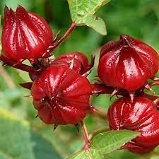 100 Pcs
