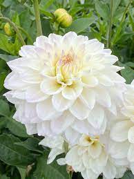 White Swan Dahlia Flower Seeds for Planting, 100 pcs seeds for planting in home garden