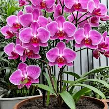 Heirloom Non-GMO Slipper Orchid Flower Seeds for Garden Planting ƒ?? Rare Pink Bloom Variety for planting in your garden.