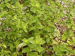 Green Spearmint Seeds Scientific Name Placeholder for planting in home garden