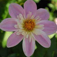 Famoso' ('Famoso' scientific name) for planting in garden