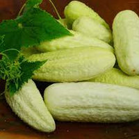 White Armenian Cucumber Cucumis melo seeds for garden planting